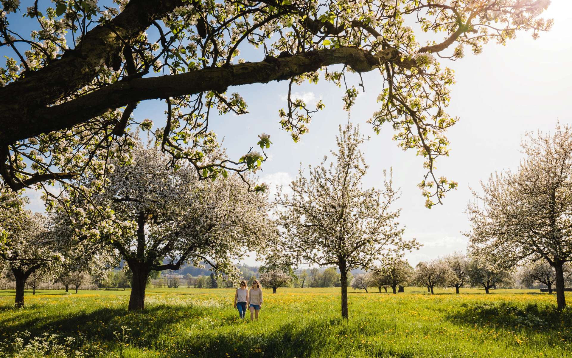 Thurgau Bluescht gross